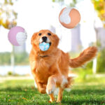 12 Uds. Pelota de juguete para perros no tóxica, pelota sólida de goma dura para limpieza de dientes, duradera para masticar y alto rebote, excelentes suministros de entrenamiento para juegos de mascotas - Imagem 3